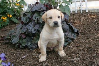 Puppies in PA